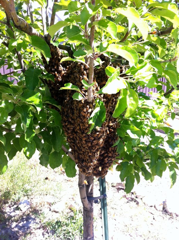 Swarm lodged in a fruit tree in my garden